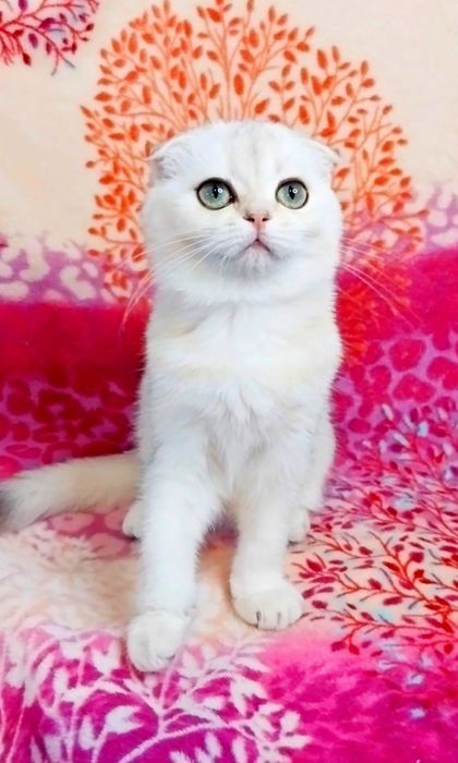 Золотко дівчинка Чудо шотландочка