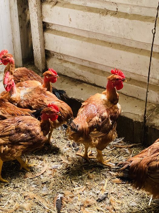 Galos e galinhas de exelente qualidade.
