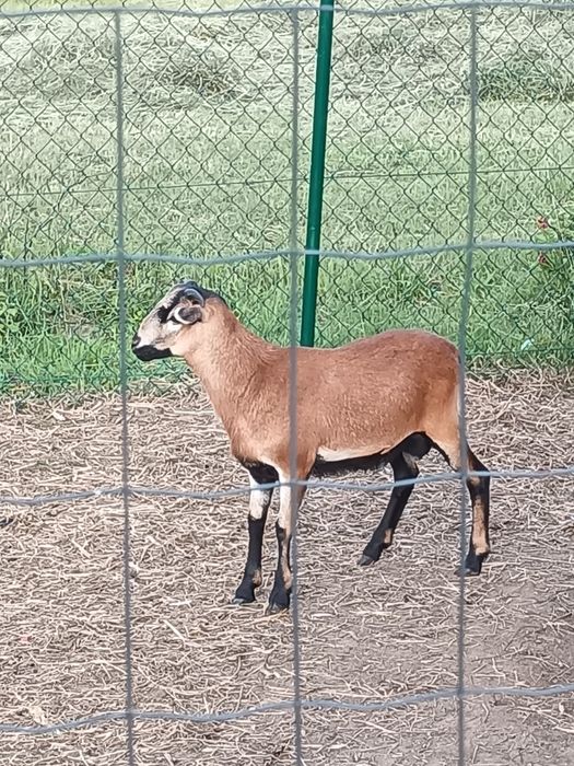 Baranki kameruńskie