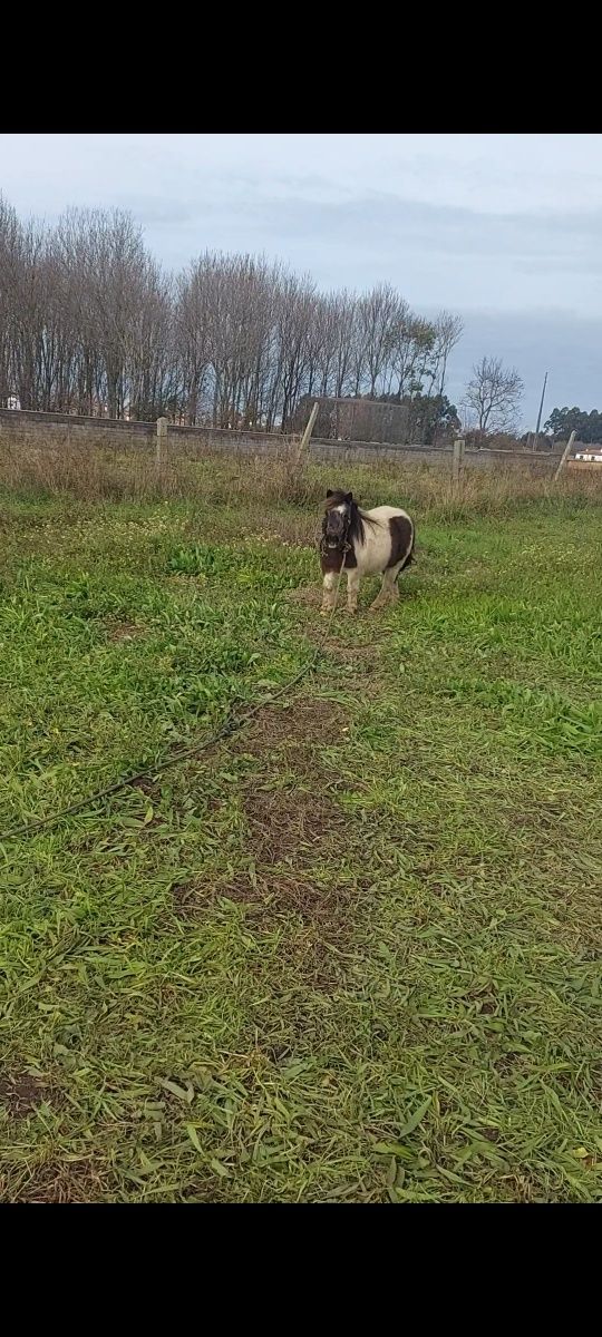 Vendo ponei femia malhada