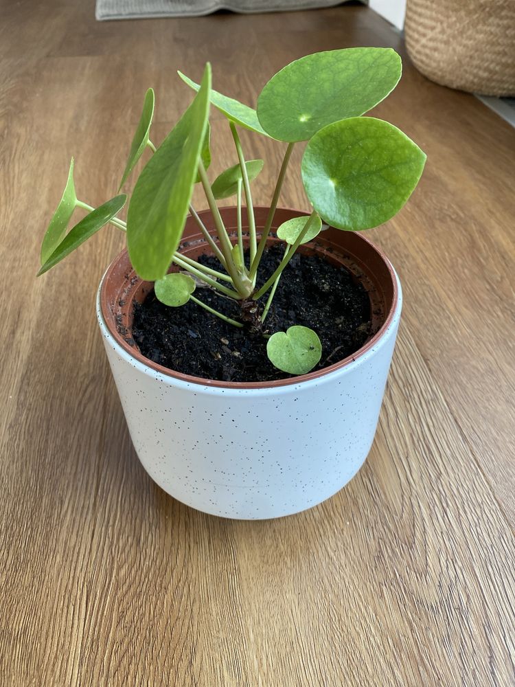 Pilea peperomioides