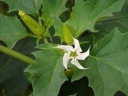 Bieluń dziędzierzawa, datura stramonium 10 zł za 100 nasion