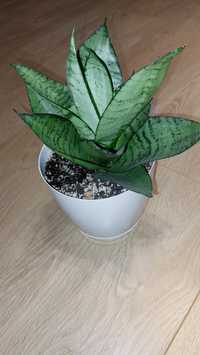 Sansevieria hahnii silver duża