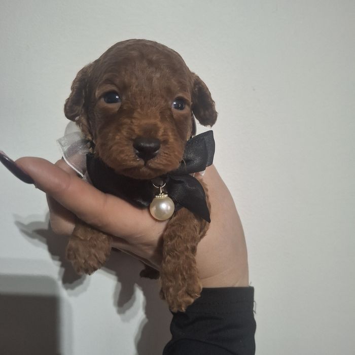 Pudel toy/miniatura sunia