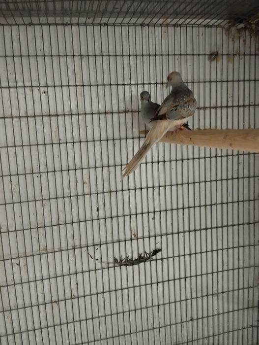 Rolas diamante machos e fêmeas.