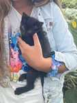 Gatinhos para adoção