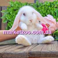 Карликовые мини кролики,мiнi висловухий вислоухий баранчик mini lop