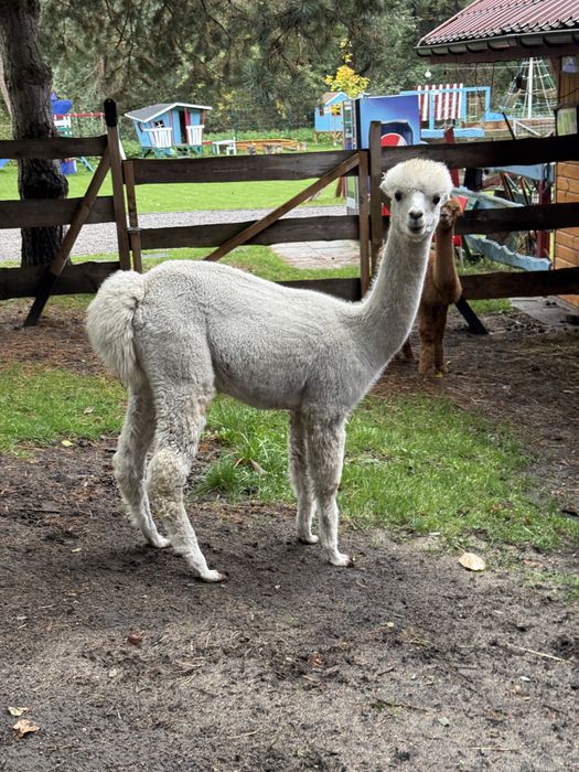 Alpaka premium samiec, samice, Alpagi