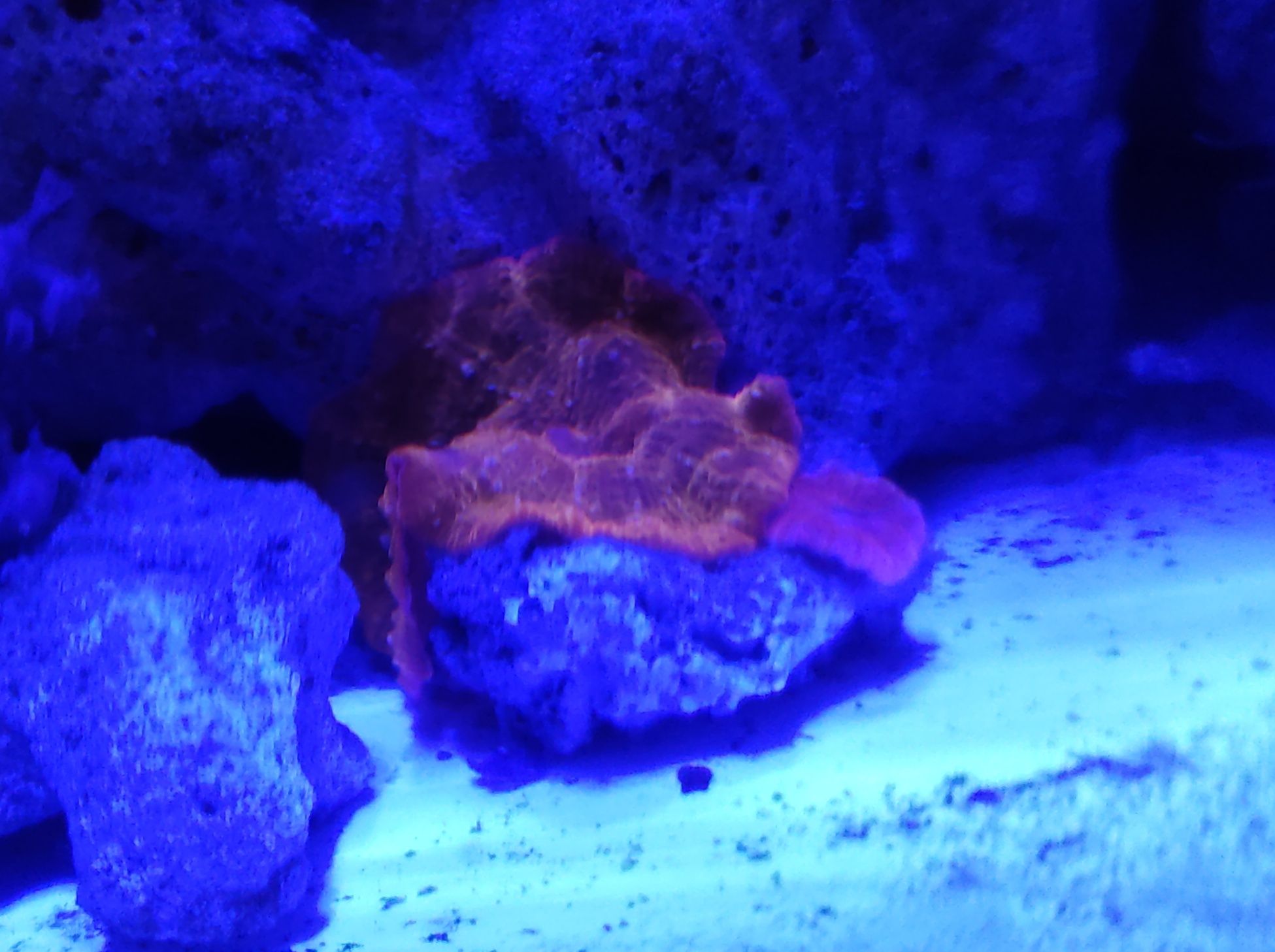 Актинии квадриколор, дискосомы оранж в морской аквариум