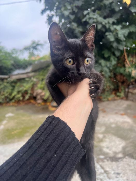 Gatas para adoção responsável