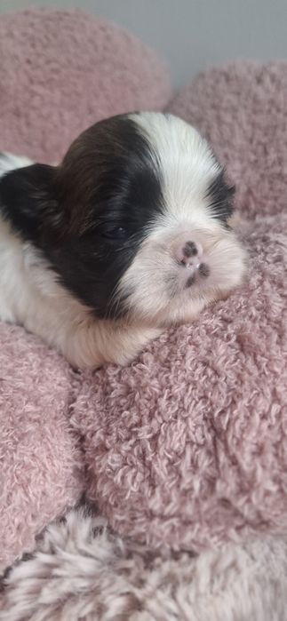 ZAREZERWONANA Sunia rasy shih tzu tricolor