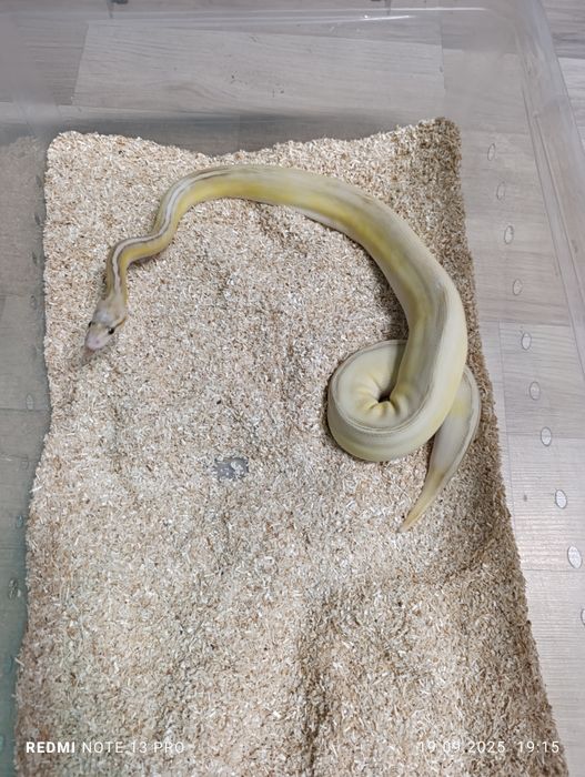 Wąż domowy trzymany hobbystycznie