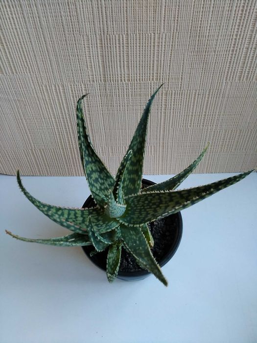 Алоэ Рауха алоe Rauhii