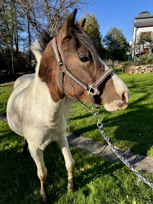 Hucuł, ogierek 2.5roku