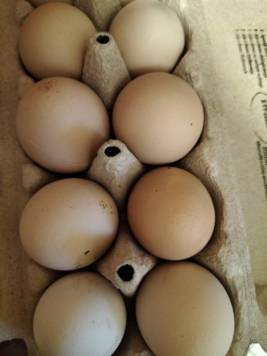 Jajka wiejskie z wolnego wybiegu