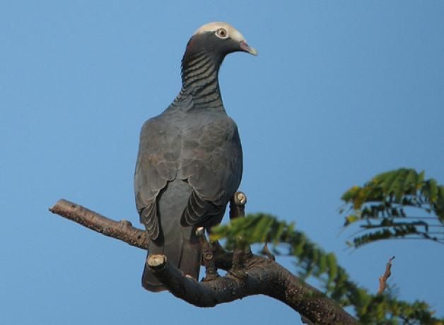 Patagioenas leucocephala