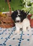 Caniche fêmea bicolor