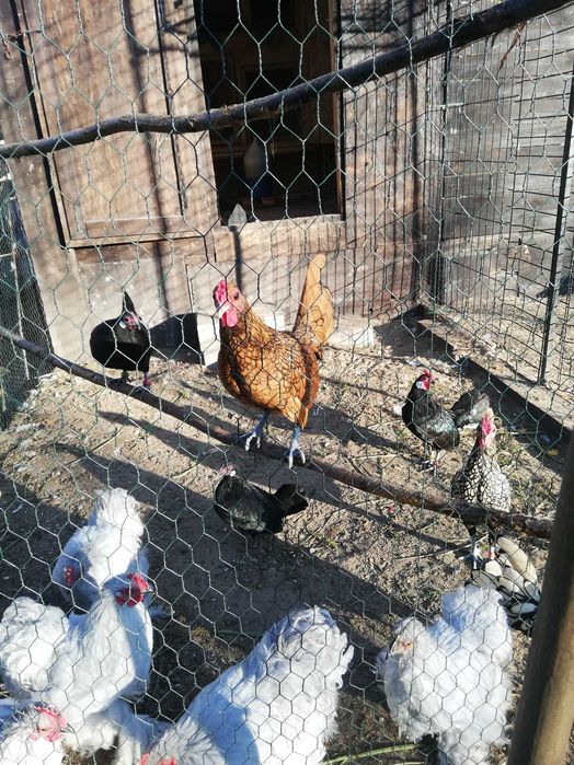 kochiny miniaturowy i sebrytki