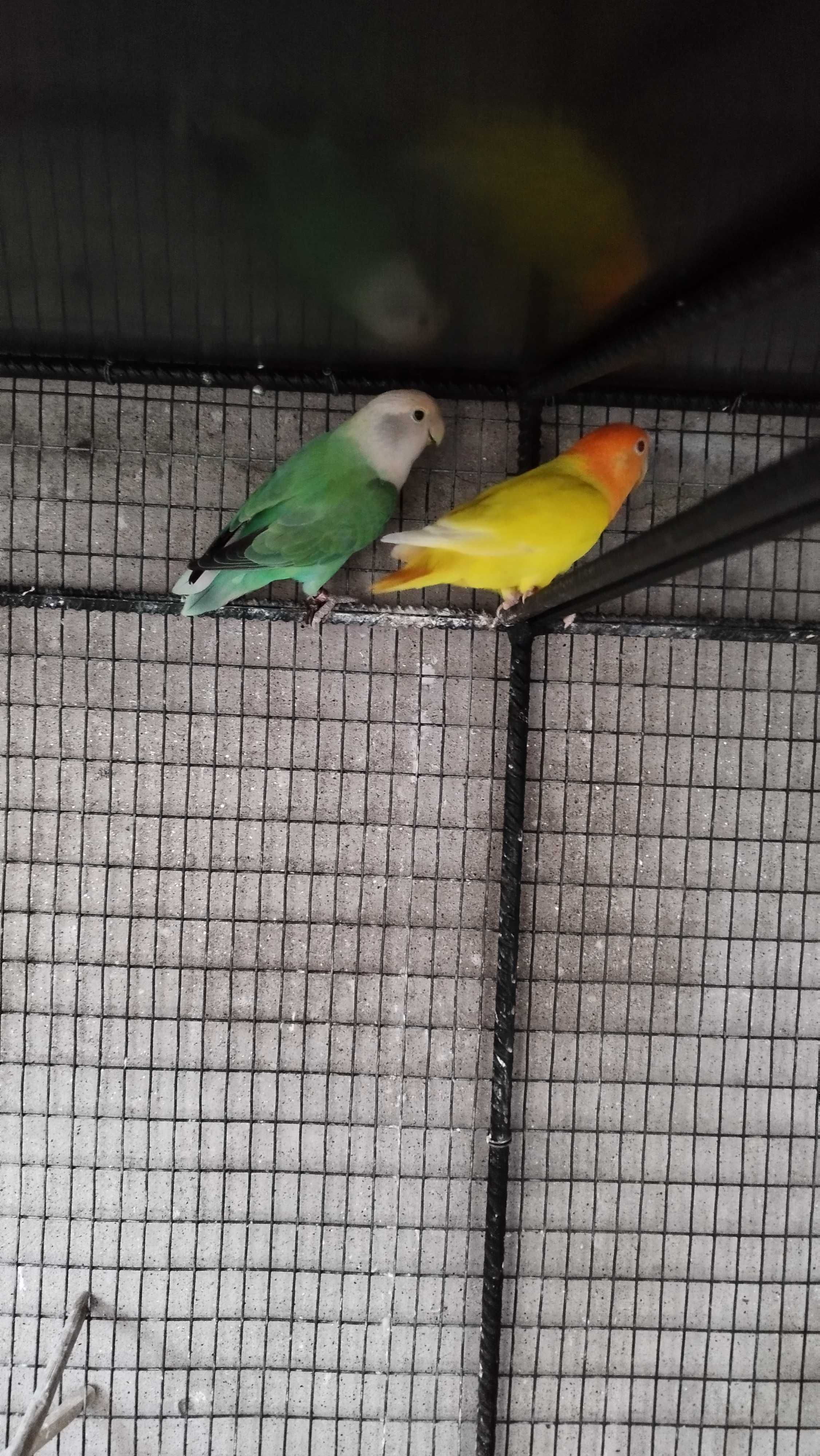 Casal Agapornis Reprodutores