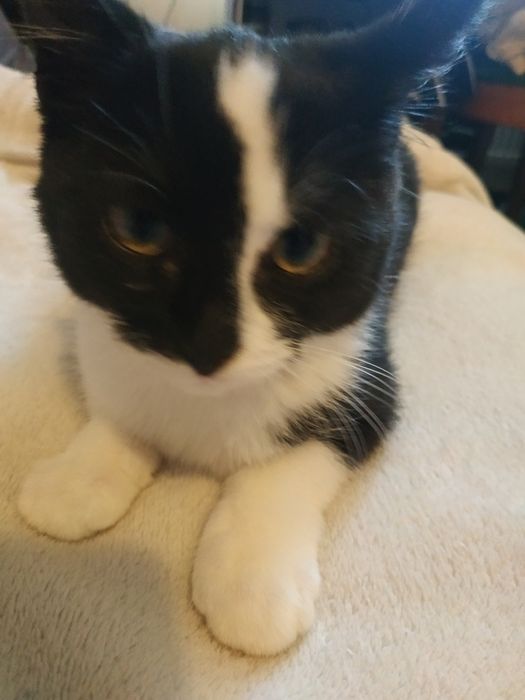 zostawiamy kociaka w dobrych rękach