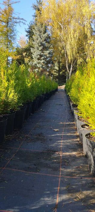 Tuja Szmaragd, Thuja Smaragd