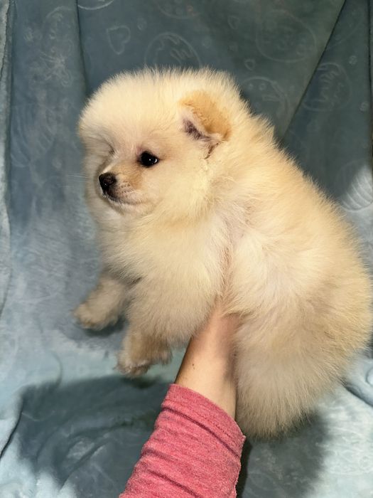 Міні дівчинка мішка