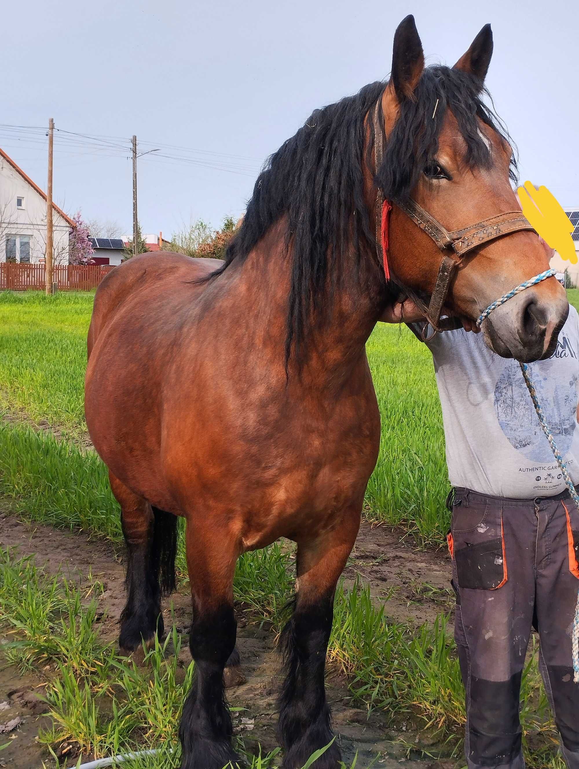 Sprzedam klacz 5 letnią