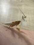 Hymenopus Coronatus samiec IMAGO