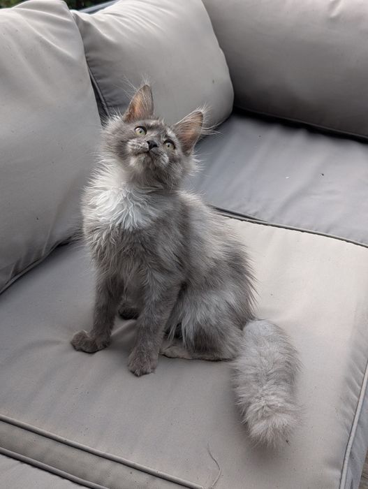 Amira niebieska szylkretka Maine Coon Zapraszamy