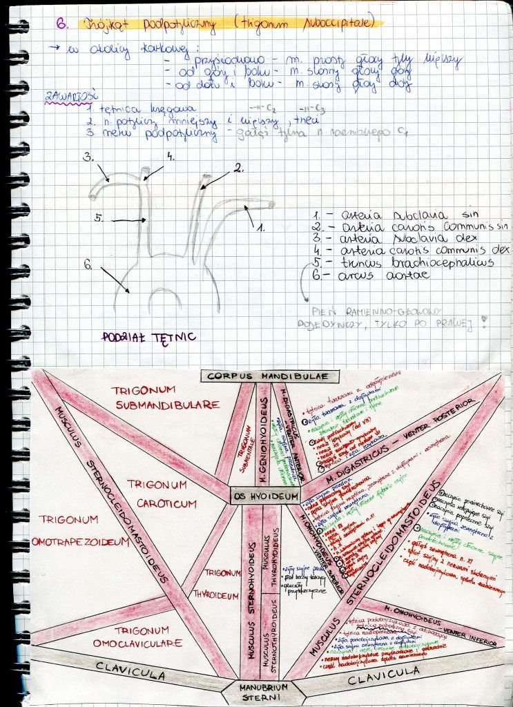 Sprzedam notatki z anatomii na 1 rok lek/lek-dent