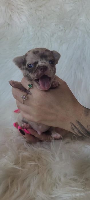 Chihuahua piesek choco merle