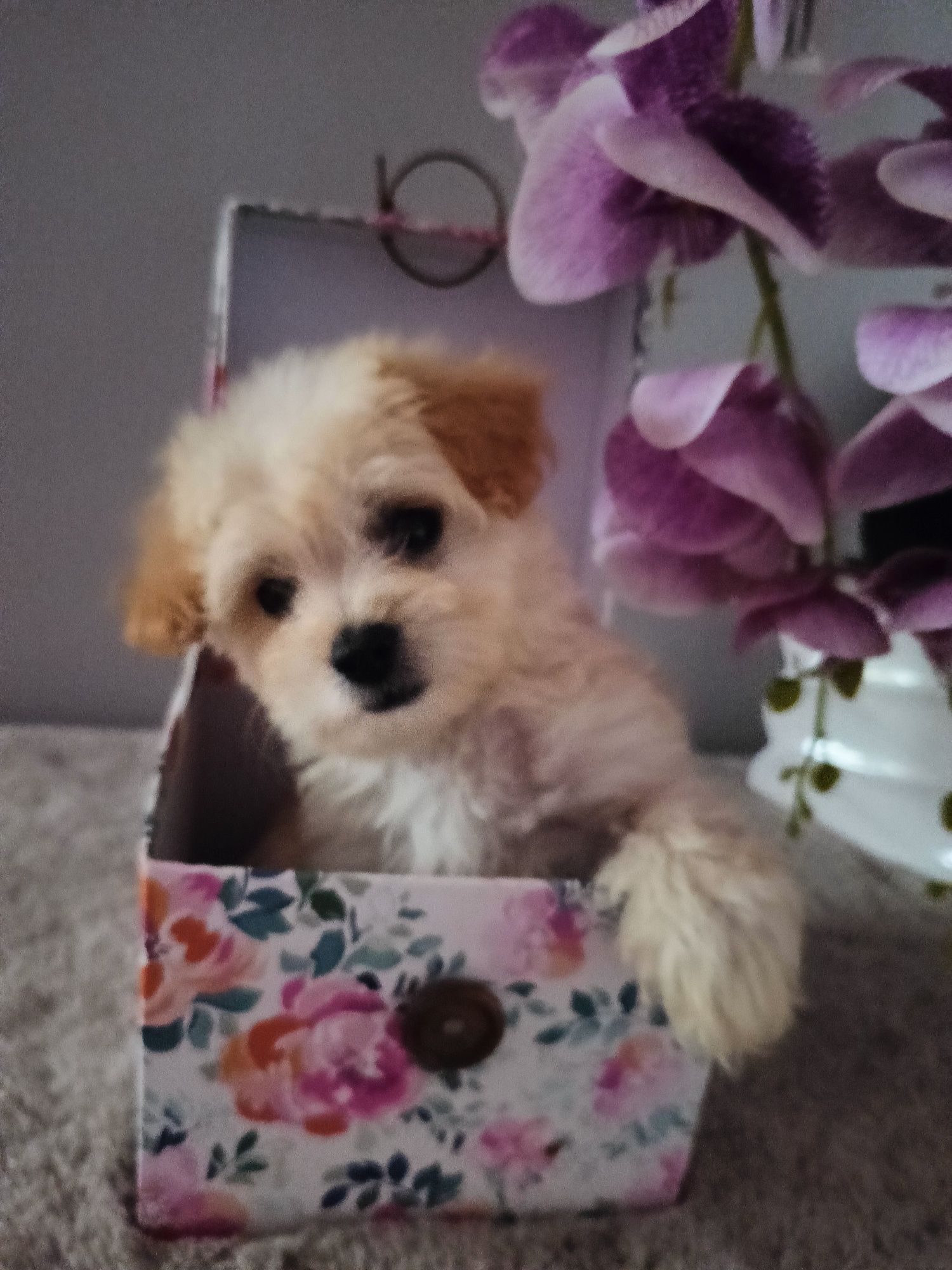 Śliczna sunia maltipoo