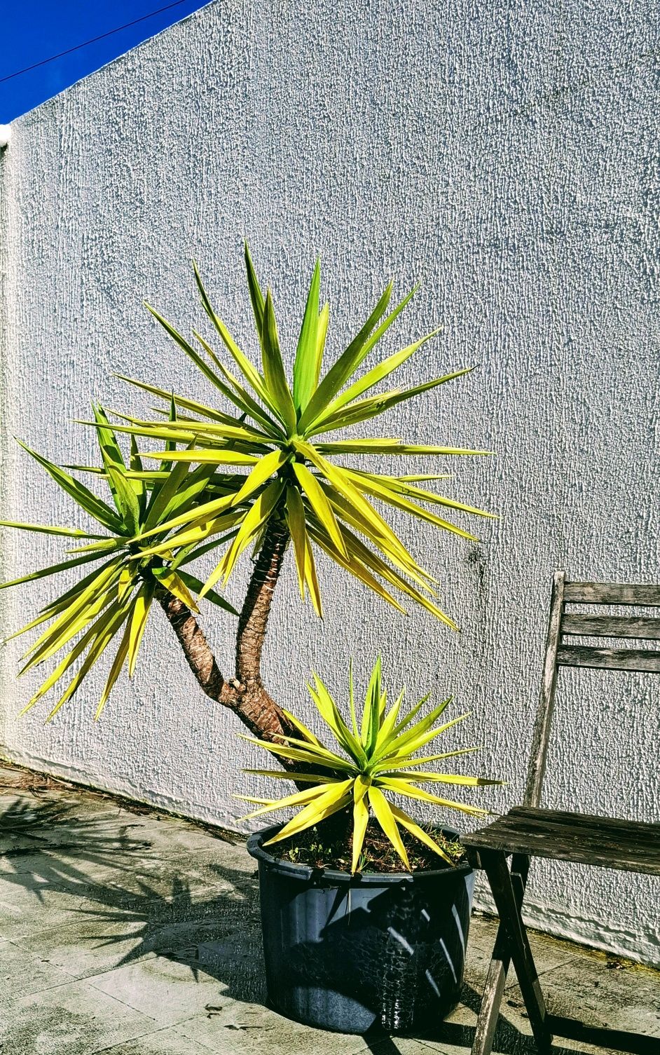 Planta Yucca  em vaso