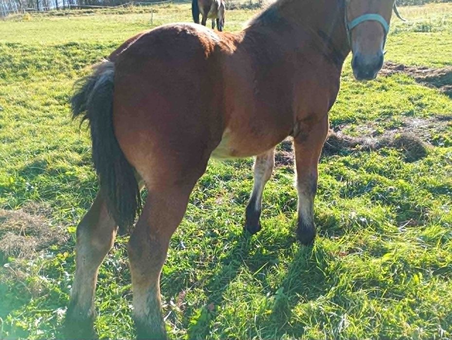 Sprzedam źróbka zimnokrwistego