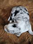 Border collie ZKWP FCI suczka blue merle