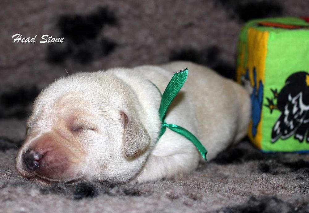 Лабрадор ретривер