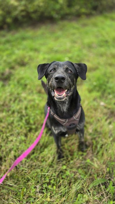 Potter młodziutki piesek