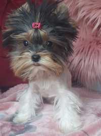 Biewer yorkshire terrier suczka miniaturka york  Basia