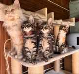Czarny pregowany kociak Maine Coon