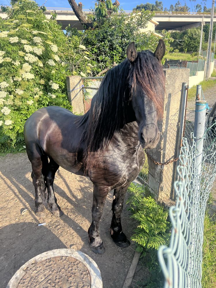 Cavalo Frisio Puro com Papeis de pura