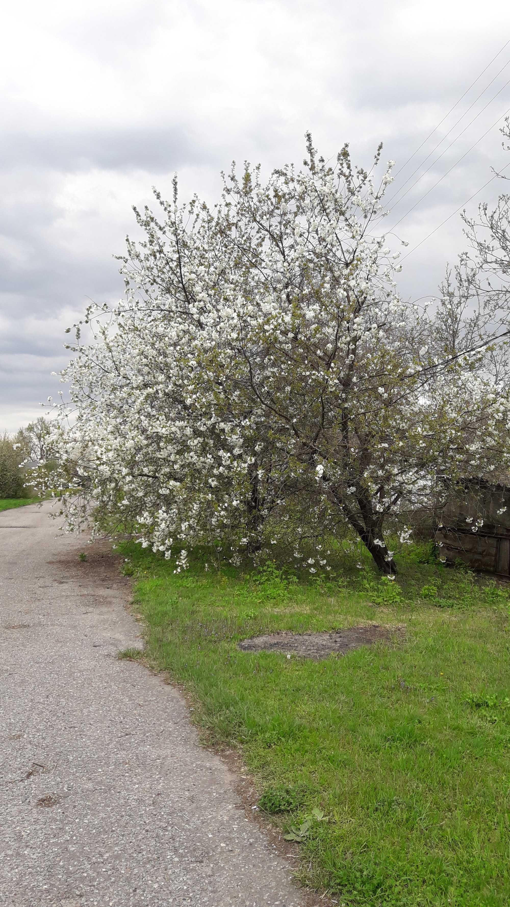 продам  будинок в селі Вікторія