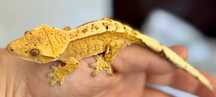 Gekon orzęsiony, Crested gecko - młody, REZERWACJA
