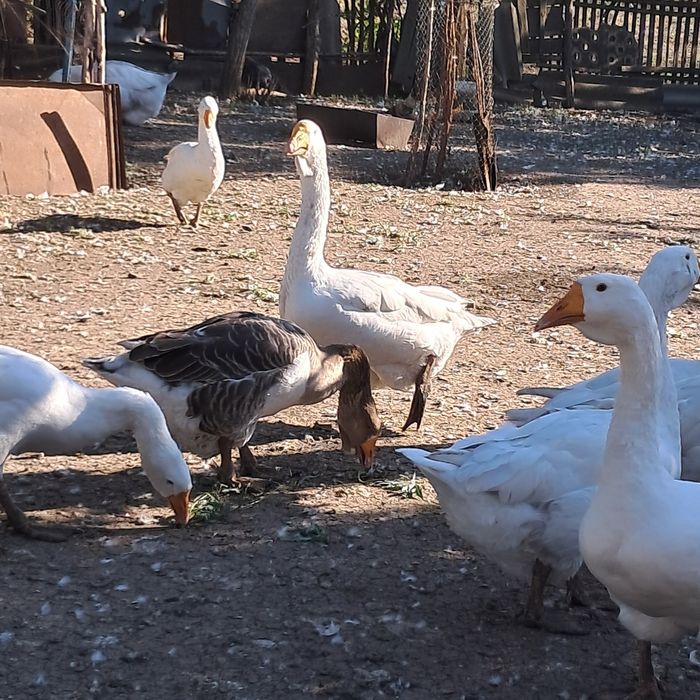 Продам гусей холмогорів.Тушки та м'ясо гуся