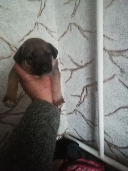 Щенок ищет семью