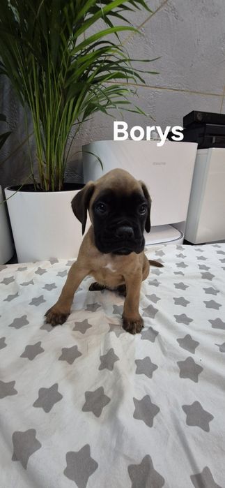 Szczeniak bokser pies