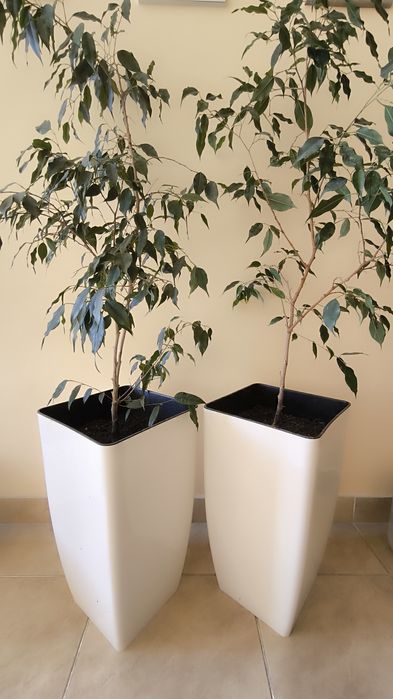 Фікус Бенджаміна вазон