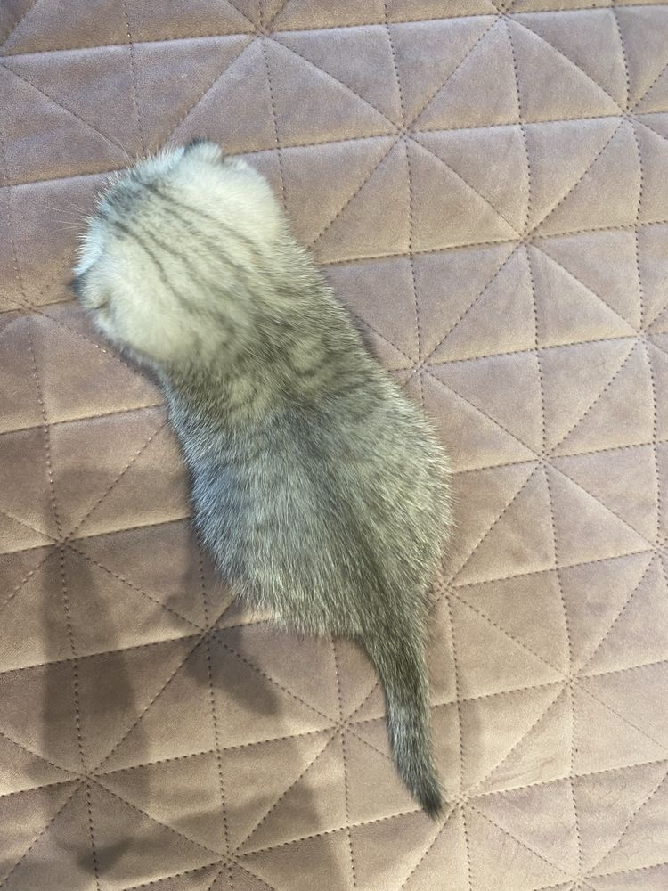 Szkocki kocurek Scottish Fold