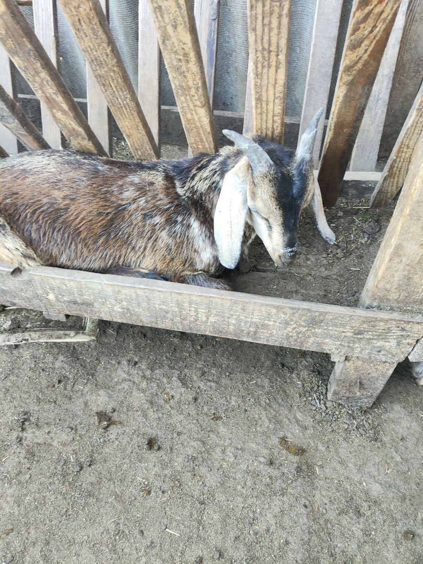 Продам козликов.