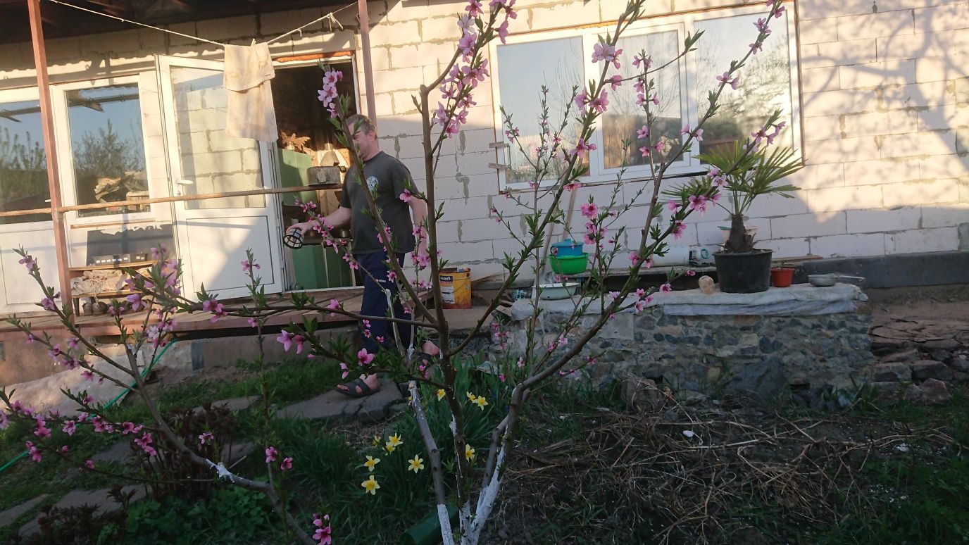 Здоровые саженцы Крымского персика