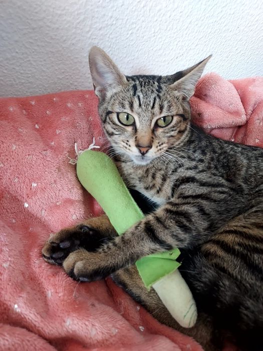 Gatinha para adoção